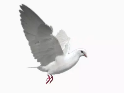 White Dove Low-poly 3D model