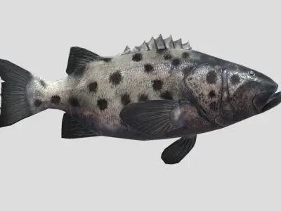 Giant Sea Bass  Realistic Animated Low-poly 3D model