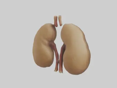 Camel Kidneys Low-poly 3D model