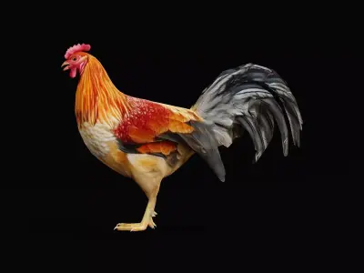 Male Chicken Rooster Low-poly 3D model