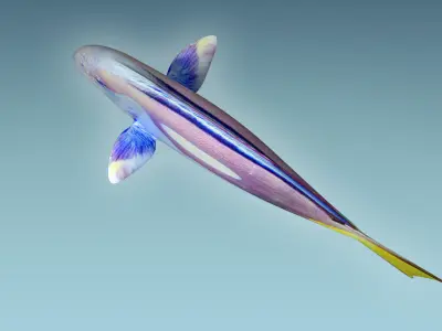 Dorry fish flying in sky 3D model