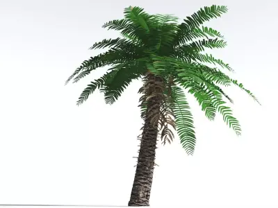 EVERYPlant Pseudoctnis Cycad 4 --12 Models-- 3D model