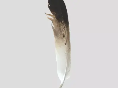 Feather Low-poly 3D model