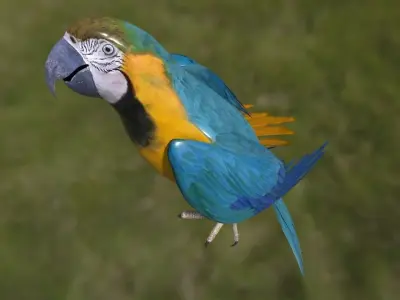 Parrot 3 with animations Low-poly 3D model