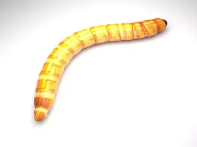 Mealworm 3D model