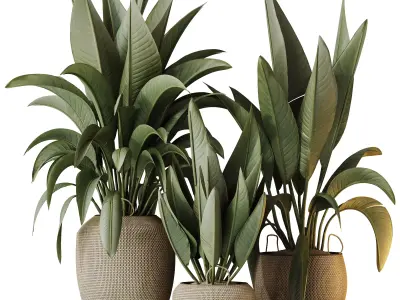 Plants Ravenala Banana Strelitzia Nicolai Bird Of Paradise Set05 3D model