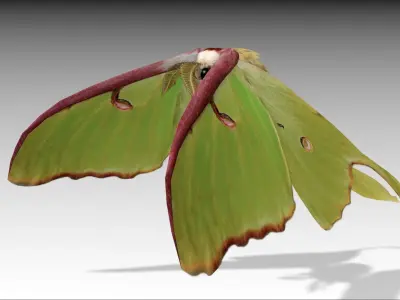 Luna Moth Low-poly 3D model