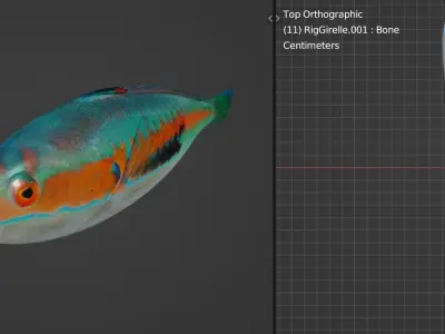 Girelle fish Low-poly 3D model