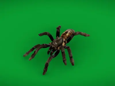 Tarantula Spider Low-poly 3D model