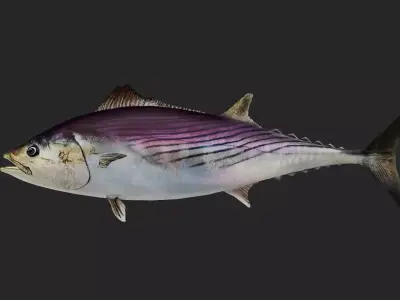 Bonito Low-poly 3D model