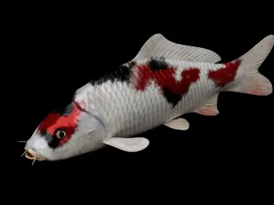 Koi fish Low-poly 3D model