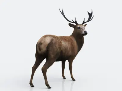 The Forest Deer Low-poly 3D model