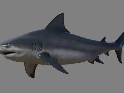 Bull shark rigged and animated for Cinema 4d  Low-poly 3D model