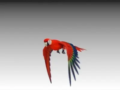 Red Macaw Parrot animated Low-poly 3D model