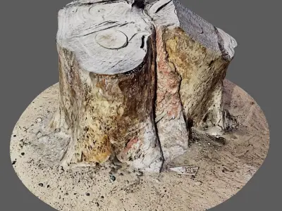 Tree Trunk for 3d Model - 3d Scan 3D model
