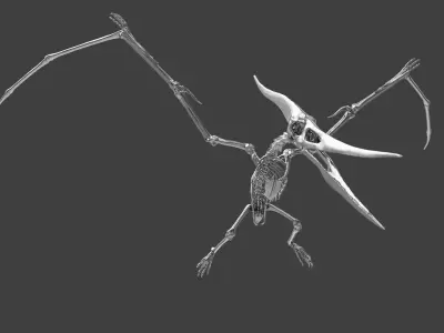 Pteranodon Skeleton  3D model