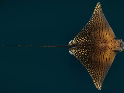 Ornate Eagle Ray 3D model