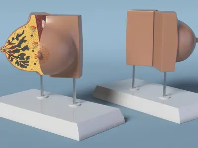 Female Breast Anatomy Model During Pregnancy 3D model