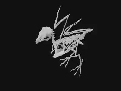 Eagle skeleton 3D model