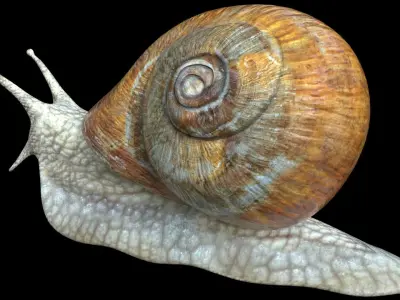 Snail Low-poly 3D model