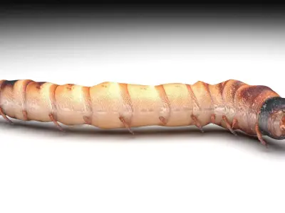 Zophobas Morio Worm 3D model