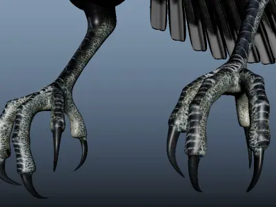 Australian Magpie Rigged 3D model