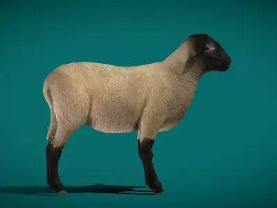 Suffolk Sheep Animal Free 3D model