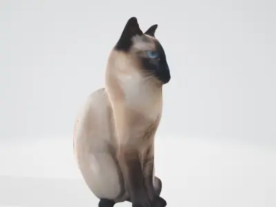 Realistic Siamese Cat 3D Model 3D model