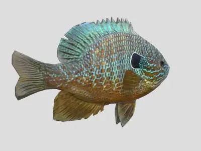 Redear Sunfish Realistic Animated Low-poly 3D model