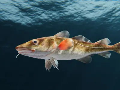 Cod Atlantic - Saltwater Fish Low-poly 3D model