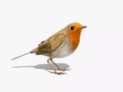 Robin Low-poly 3D model