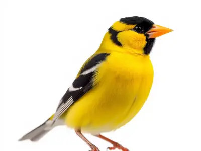 Vivid Finch Bird model pack Low-poly 3D model