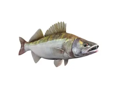 Zander Fish Sander Lucioperca 3D model