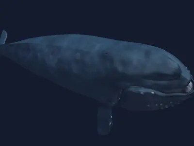 Right Whale 3D model