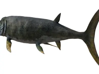 Xiphactinus 3D model