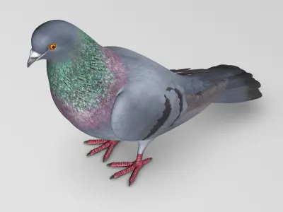 Pigeon A - Folded Wings 3D model
