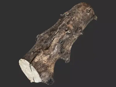 Withered tree trunk 3d scan in highpoly 3D model