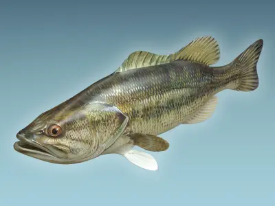 Mangrove Jack Fish 3D model
