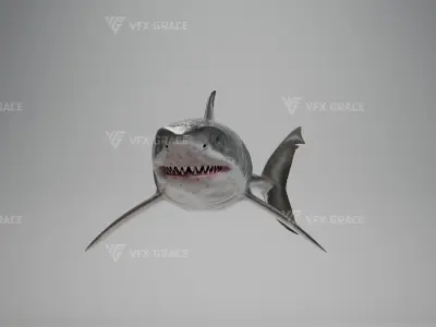 Great White Shark Animation - VFX Grace 3D model