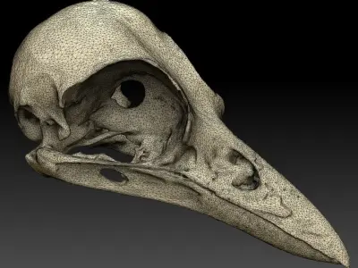 Bird Skull 3D Scan 3D model