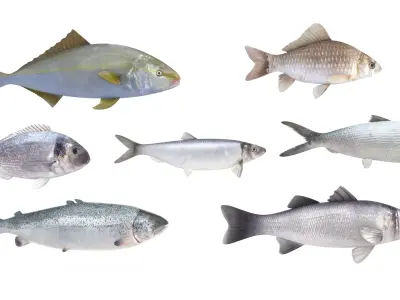 Fish Collection 3D model