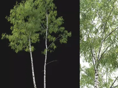 Birch forest part 07 3D model