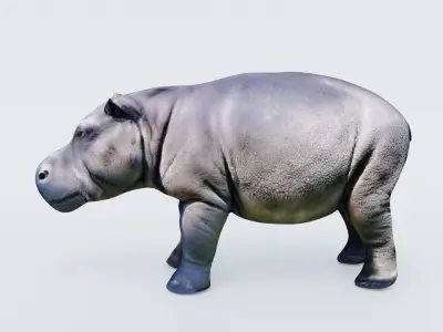Hippopotamus Free 3D model