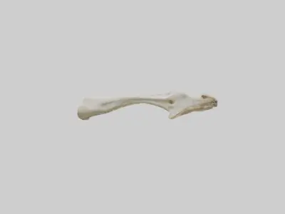 Giraffe Clavicle Low-poly 3D model