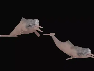 Amazon River Dolphin Free low-poly 3D model
