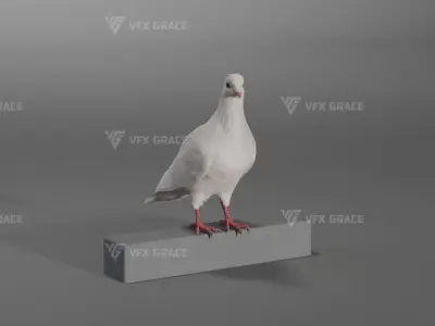White Pigeon Animation -  VFX Grace 3D model
