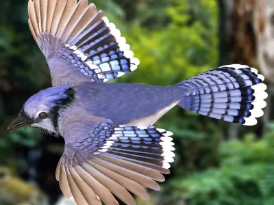 Bluejay jay in flight 3D model