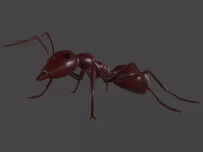 ANTS-003 Rigged Red Ant Low-poly 3D model