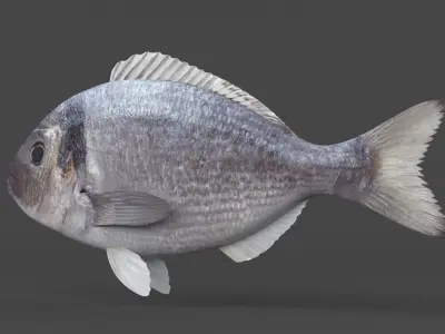 Dorado Fish 3D model