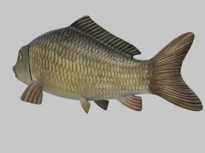 river Fish 3D model
